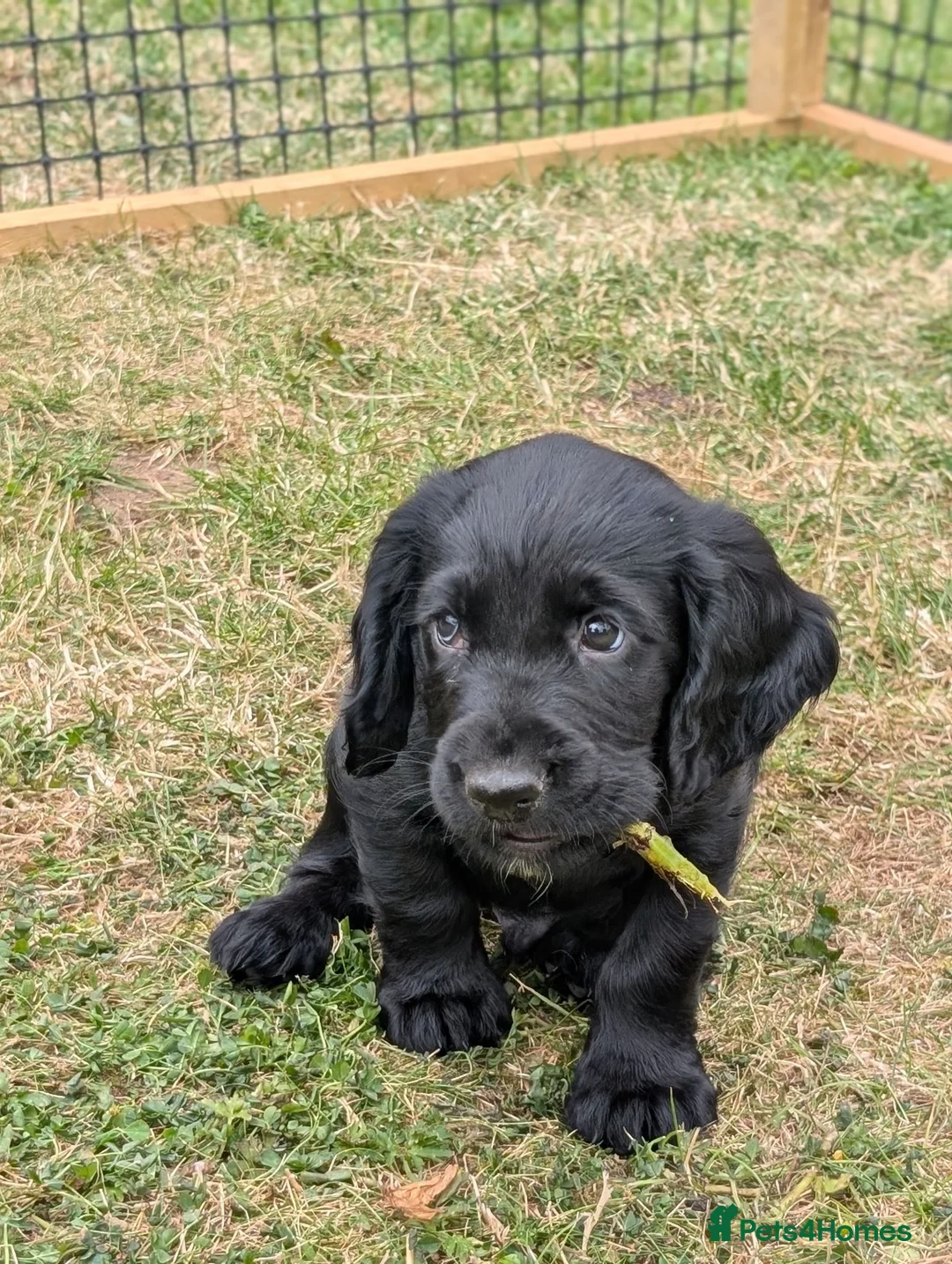 Sprocker dogs for sale: Sprocker puppy boy  - Advert 1