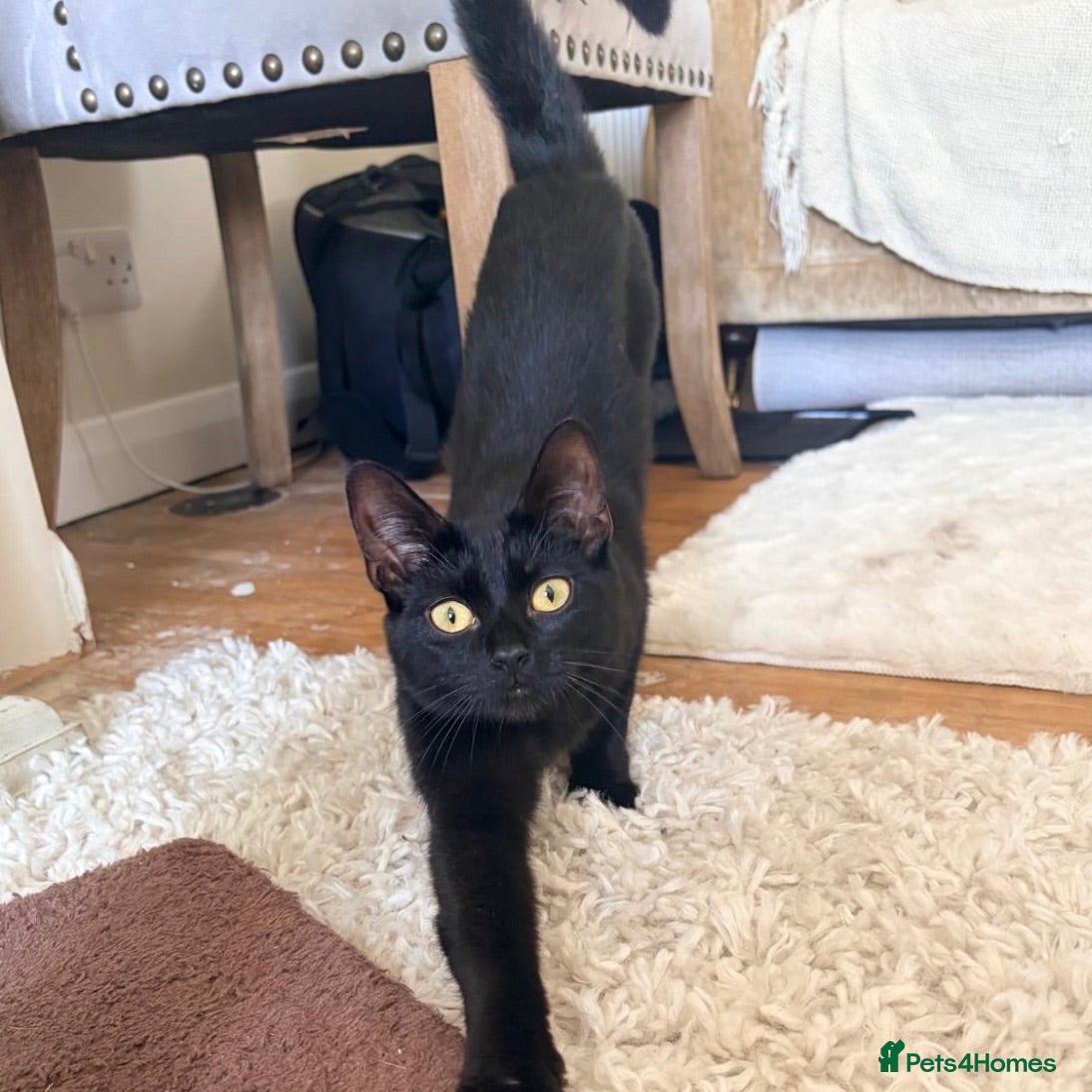 Domestic Shorthair cats Margot, approx 7 months old - Advert 1