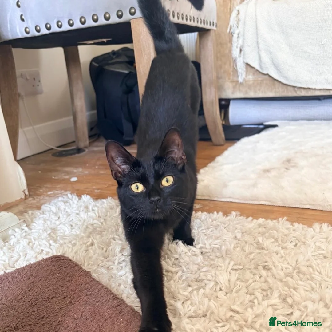 Domestic Shorthair cats for adoption: Margot, approx 7 months old - Advert 1