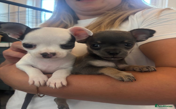 Chihuahua dogs - Advert 2