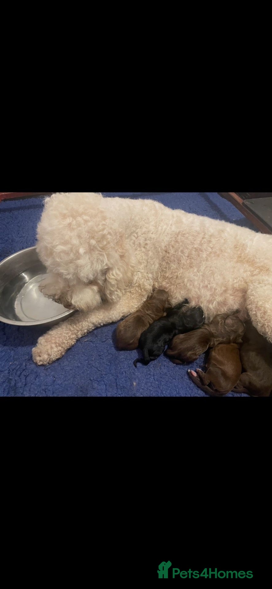 Mixed Breed dogs Shepadoodles extensively health tested parentage  - Advert 1