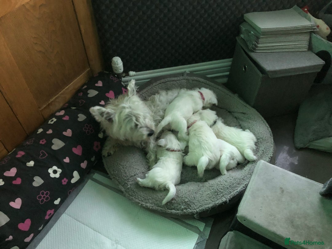 West Highland Terrier dogs for sale: Beautiful west highland puppies for sale - Image 10