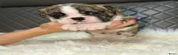 English Bulldog dogs for sale: KC registered English Bulldog Puppies  in Exeter - Advert 16