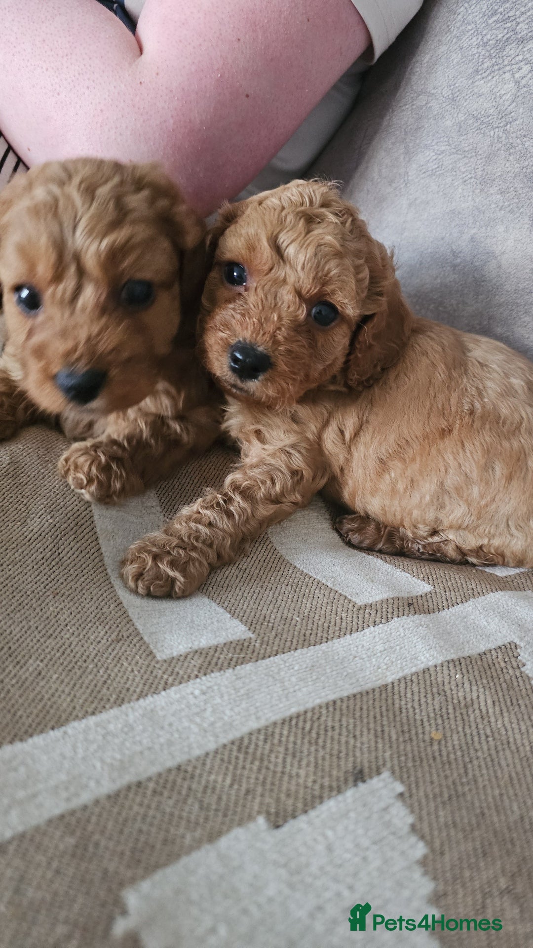 Cavapoo dogs for sale: Dashing Cavapoo Puppies  - Advert 2