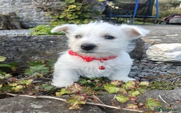 West Highland Terrier dogs for sale: Beautiful Westie Pups looking for forever homes 💞 - Image 4