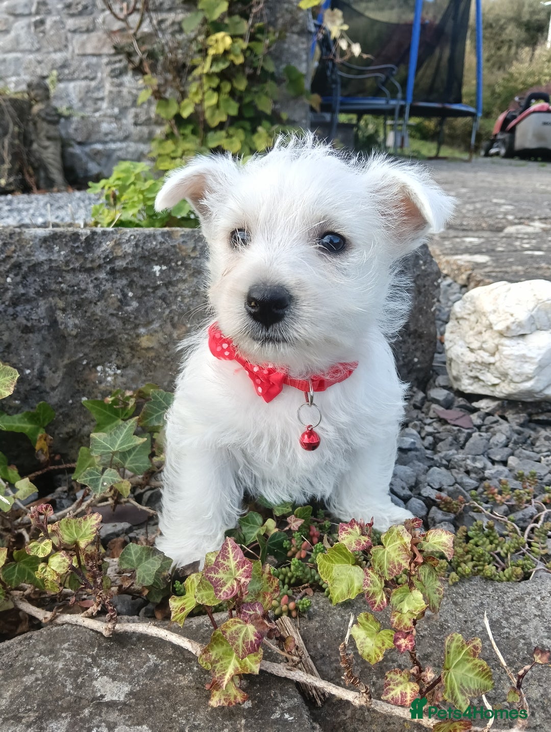 West Highland Terrier dogs for sale: Beautiful Westie Pups looking for forever homes 💞 - Image 4
