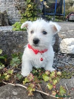 West Highland Terrier dogs - Advert 7