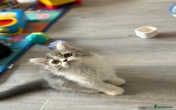 Persian cats for sale: Kitten  - Image 12