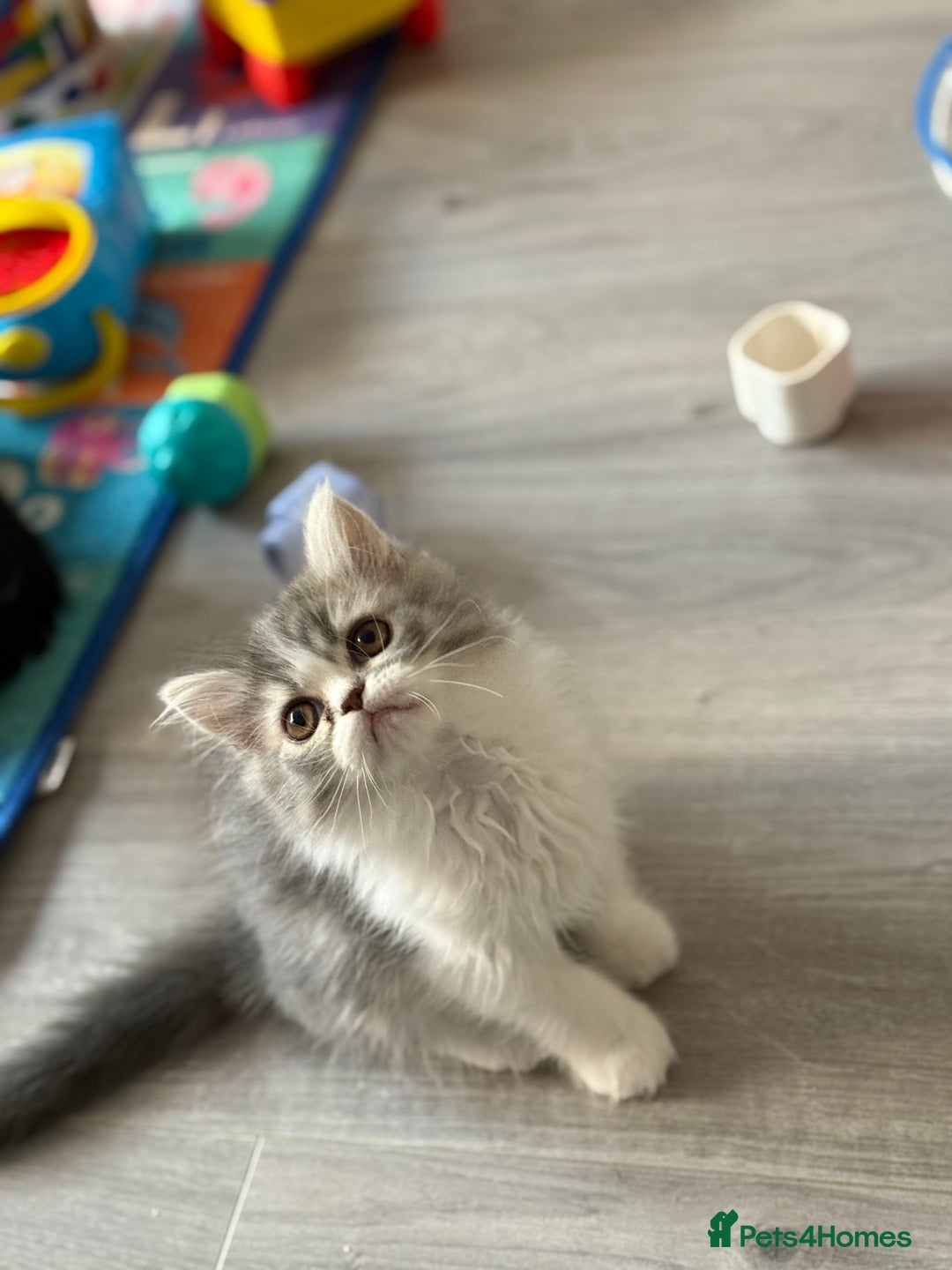 Persian cats for sale: Kitten  - Image 12