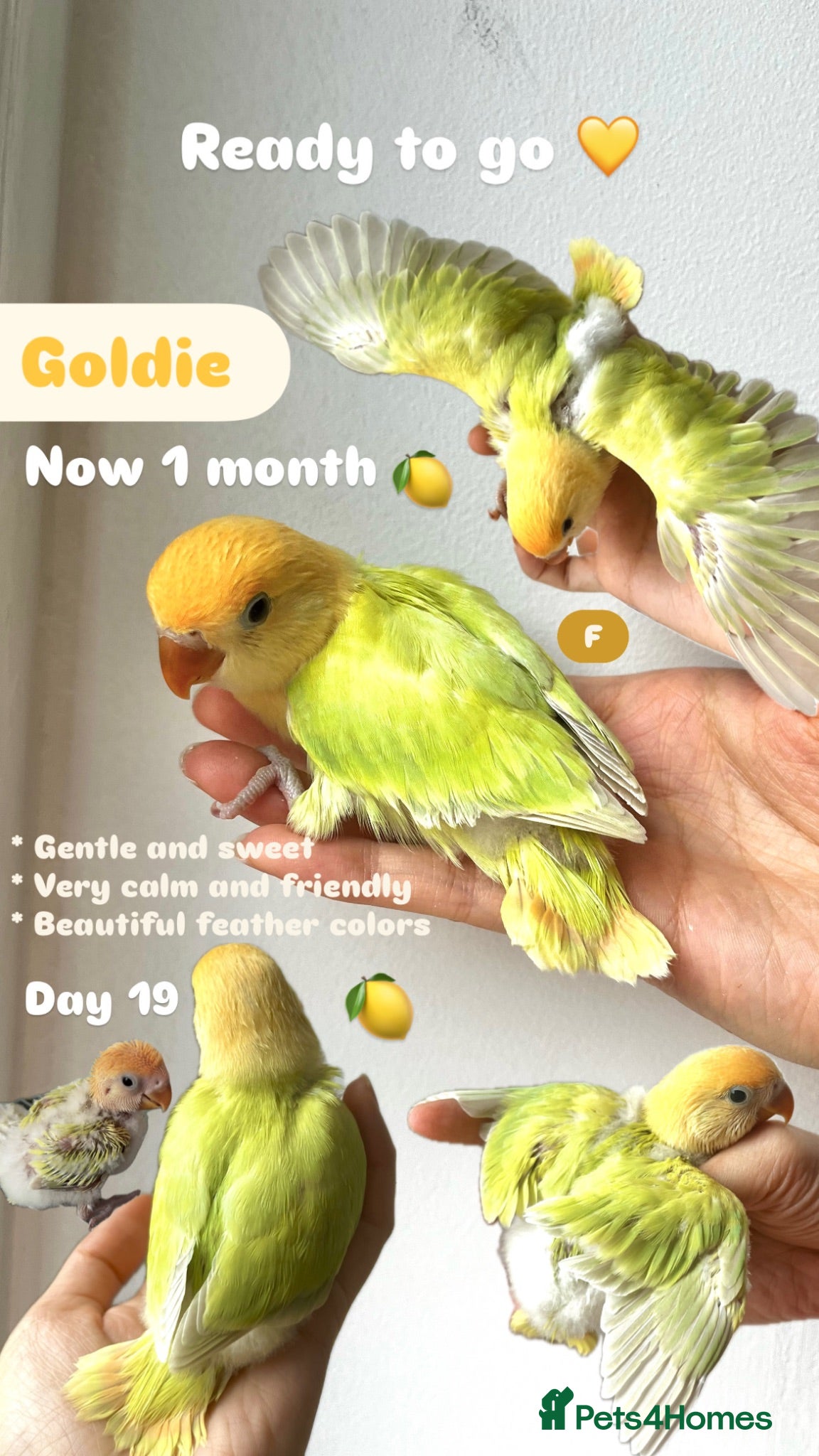 Lovebirds birds 3 Lovebirds - Advert 1