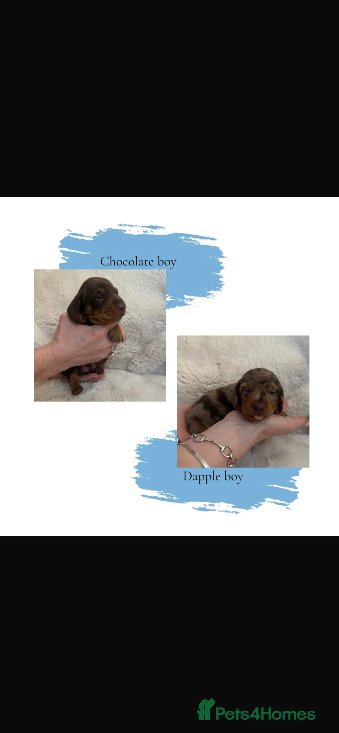 Dachshund dogs for sale: Miniature dachshund puppies Smooth haired  - Advert 15