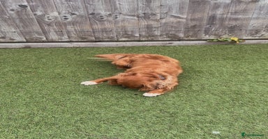 Cavalier King Charles Spaniel dogs - Advert 5