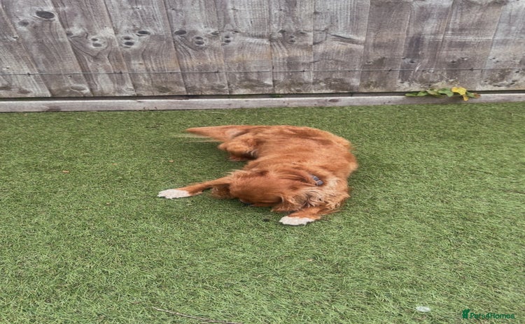 Cavalier King Charles Spaniel dogs - Advert 16