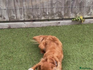 Cavalier King Charles Spaniel dogs - Advert 19