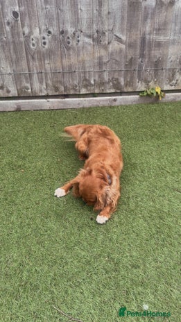 Cavalier King Charles Spaniel dogs - Advert 6