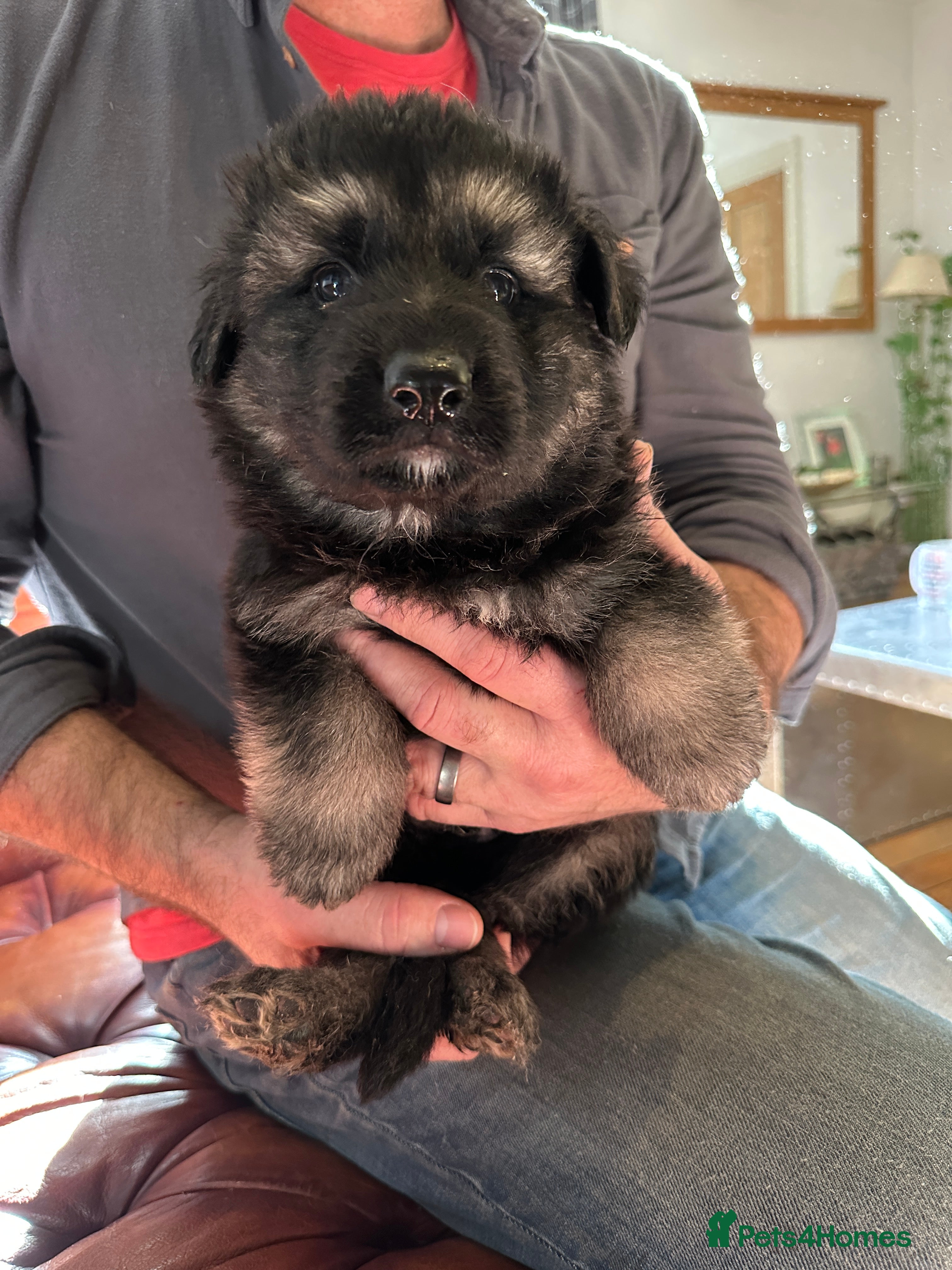 German Shepherd dogs LAST 2  BEAUTIFUL GERMAN SHEPHERD PUPPIES  - Advert 10