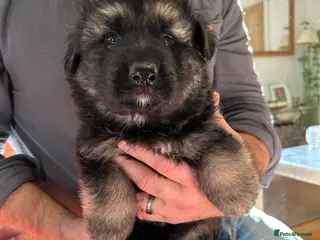 German Shepherd dogs LAST 2 BEAUTIFUL GERMAN SHEPHERD PUPPIES - Advert 10