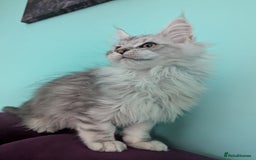 Maine Coon cats for sale: Beautiful Pedigree Maine Coon kittens  - Image 1