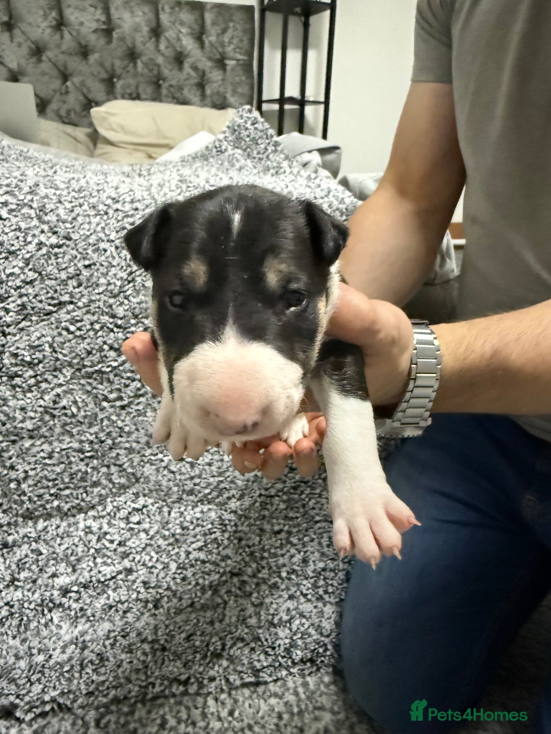 English Bull Terrier dogs for sale: KS-registered English Bull Terrier Puppies  - Advert 10