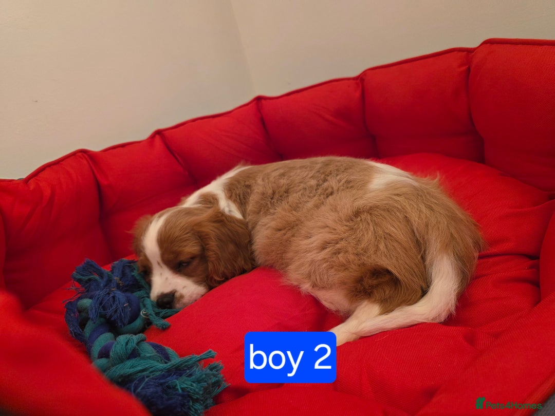 Cavalier King Charles Spaniel dogs for sale: Beautiful Cavalier King Charles Puppies - Image 7
