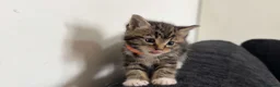 Mixed Breed cats for sale: 6 beautiful kittens in Wellingborough - Advert 12