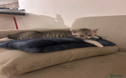 Scottish Fold cats for sale: Scottish fold and straights - Image 12