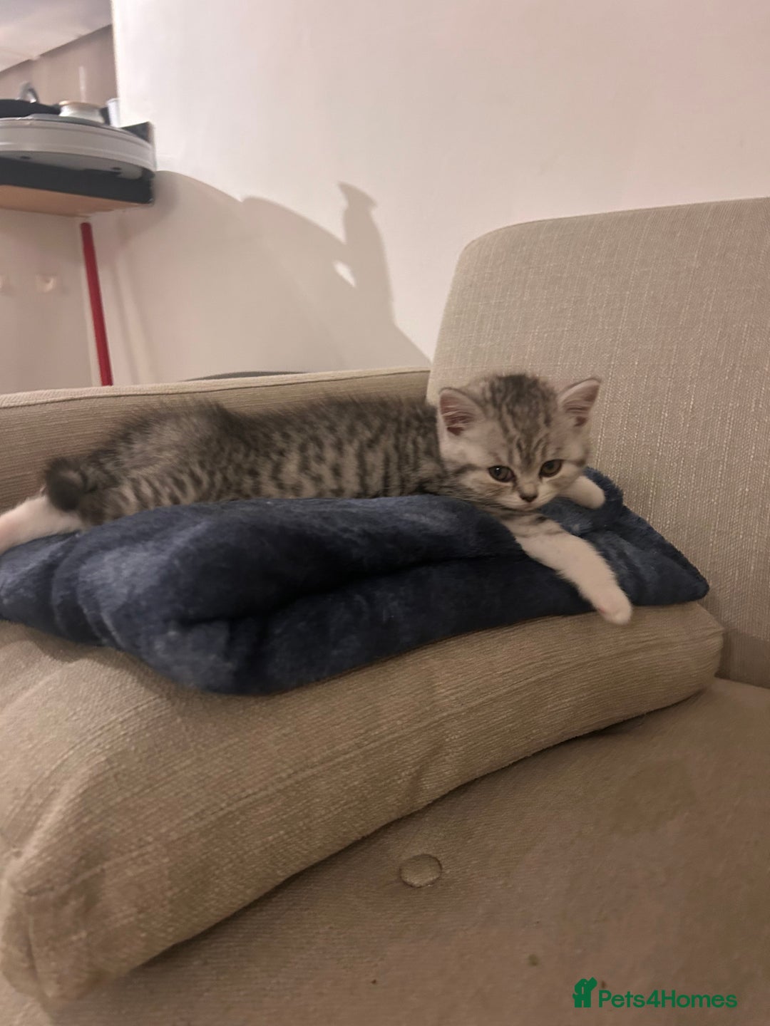 Scottish Fold cats for sale: Scottish fold and straights - Image 12