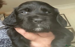 Sprocker dogs for sale: Working Sprocker Pups   - Image 7