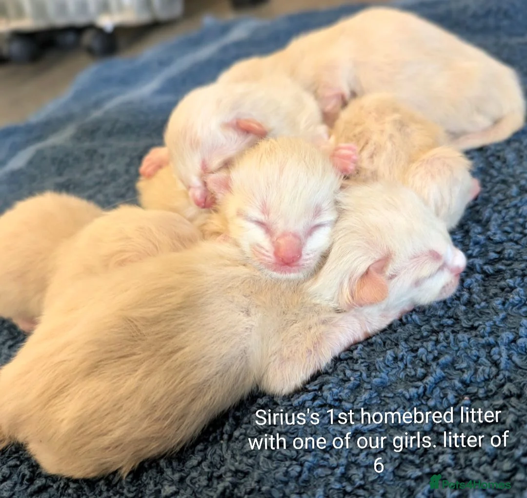 Ragdoll cats for stud: Sirius the Stud *proven*  - Advert 2