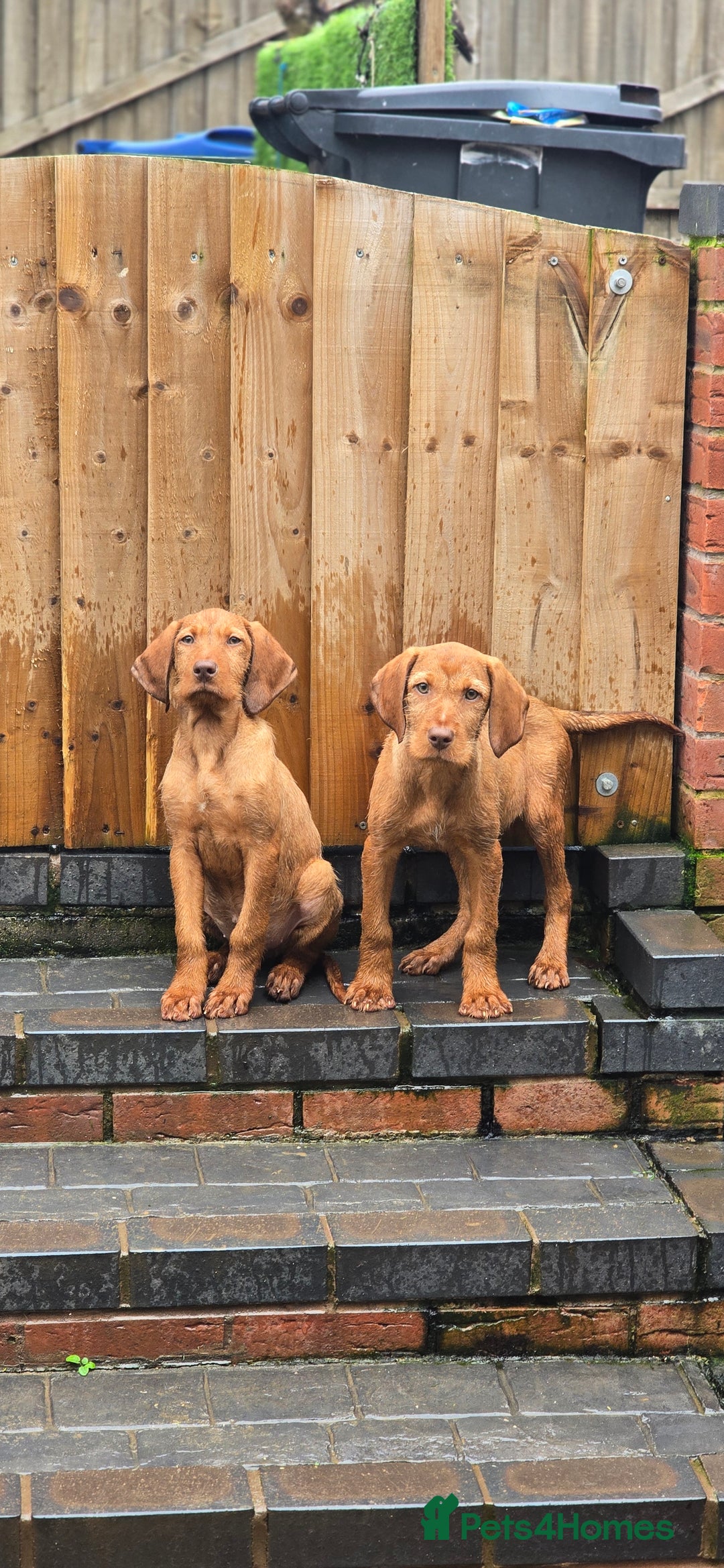 Hungarian Vizsla dogs for sale: Champion Bred HWV Puppies - Advert 3