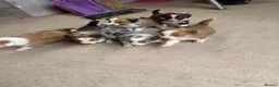 Mixed Breed dogs for sale: Collie puppies  - Advert 6