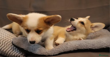 Welsh Corgi Pembroke dogs - Advert 1