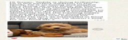 Maltipoo dogs for sale: DNA health tested maltipoo puppies  - Advert 15