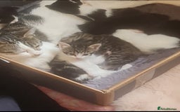 Mixed Breed cats for sale: Cute kittens for sale with goodie bag - Image 2
