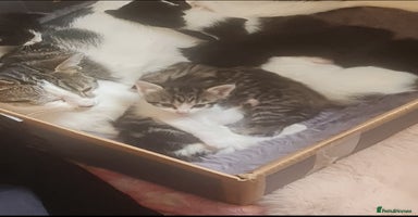 Mixed Breed cats - Advert 11