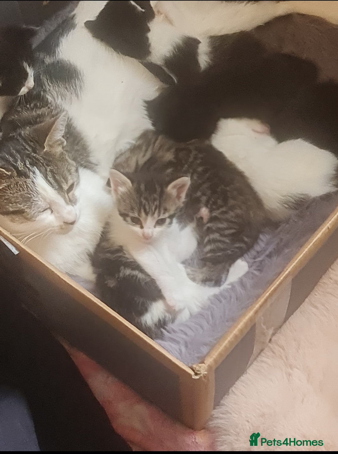 Mixed Breed cats for sale: Cute kittens for sale with goodie bag - Image 2