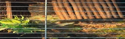 Tortoise reptiles for sale: Red footed tortoise  - Advert 3