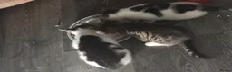 Mixed Breed cats for sale: Kittens for sale  - Advert 7