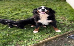 Bernese Mountain Dog dogs for sale: KC Reg Bernese Mountain Dog Puppies - Image 14