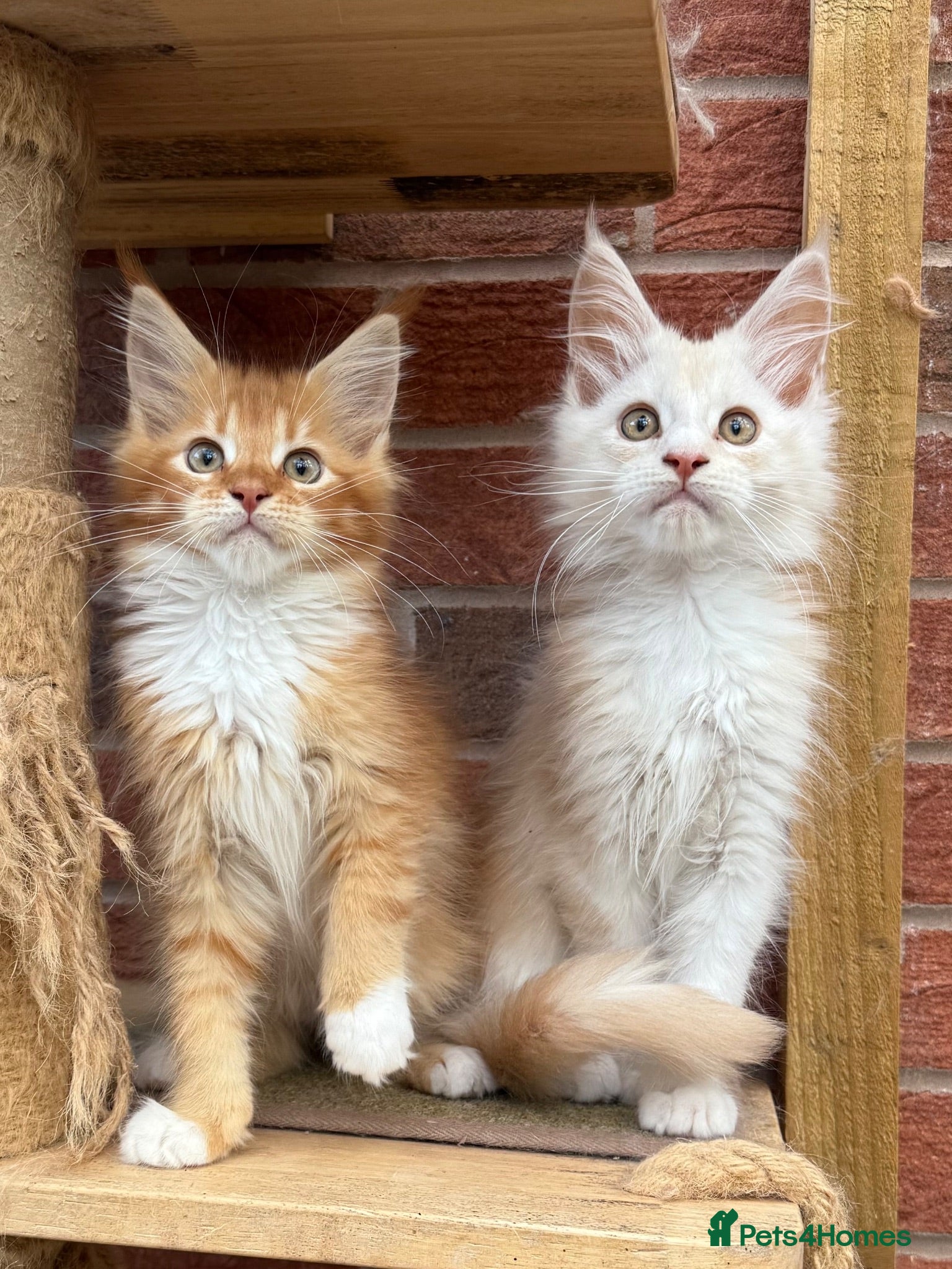Maine Coon cats Maine coon kittens  - Advert 1