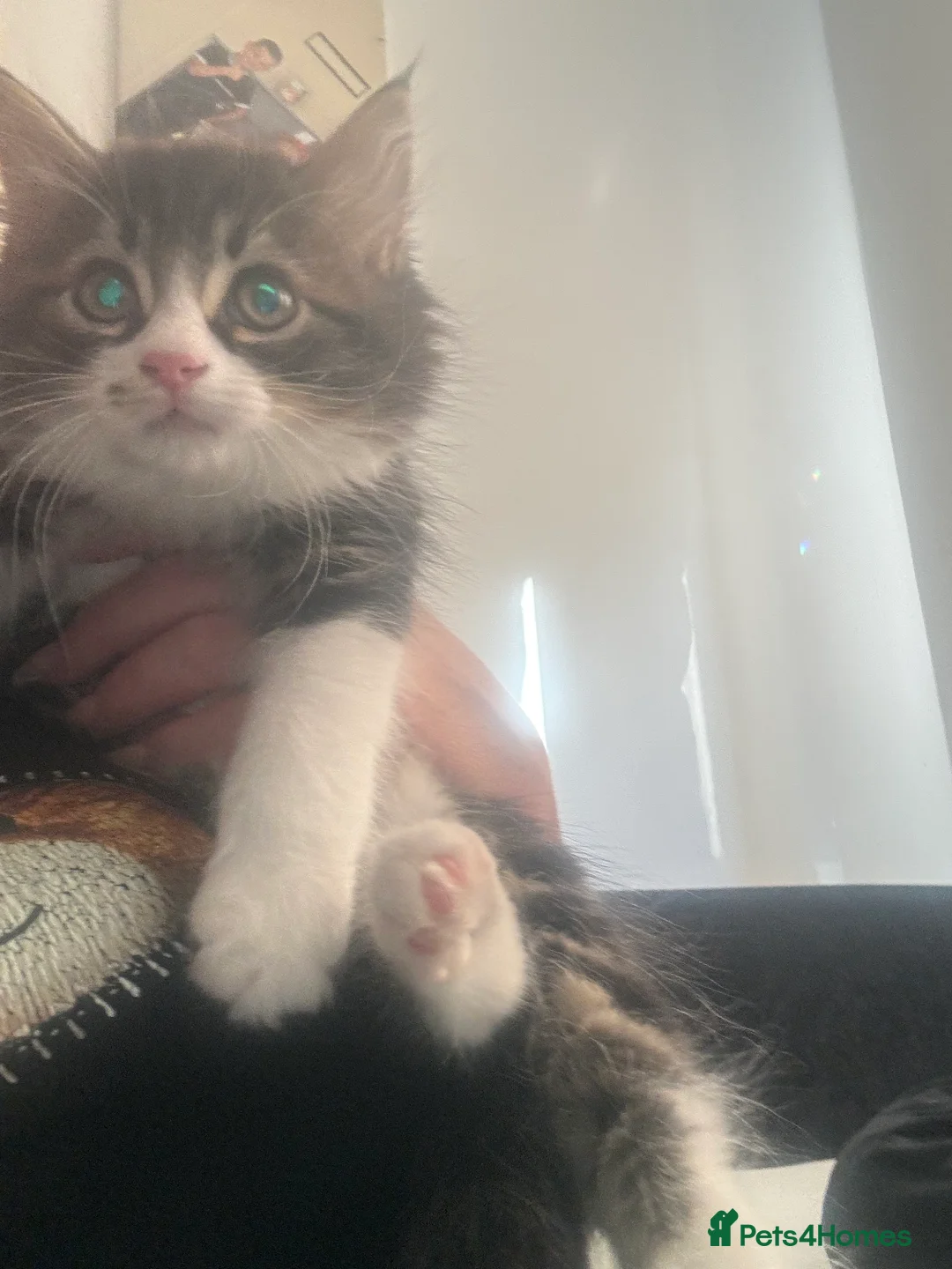 Maine Coon cats for sale: Maine coone x British short hair kittens - Advert 8