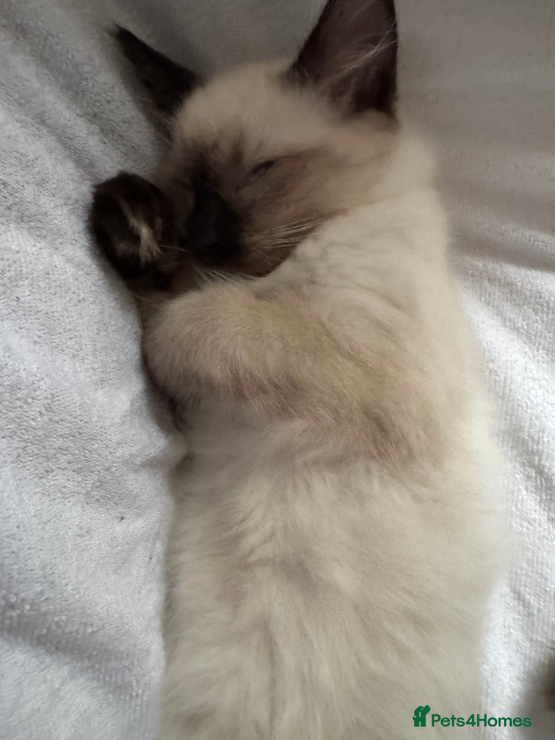 Ragdoll cats for sale: Exquisite 6th Gen*  PUREBREED Ragdoll Kittens - Image 12