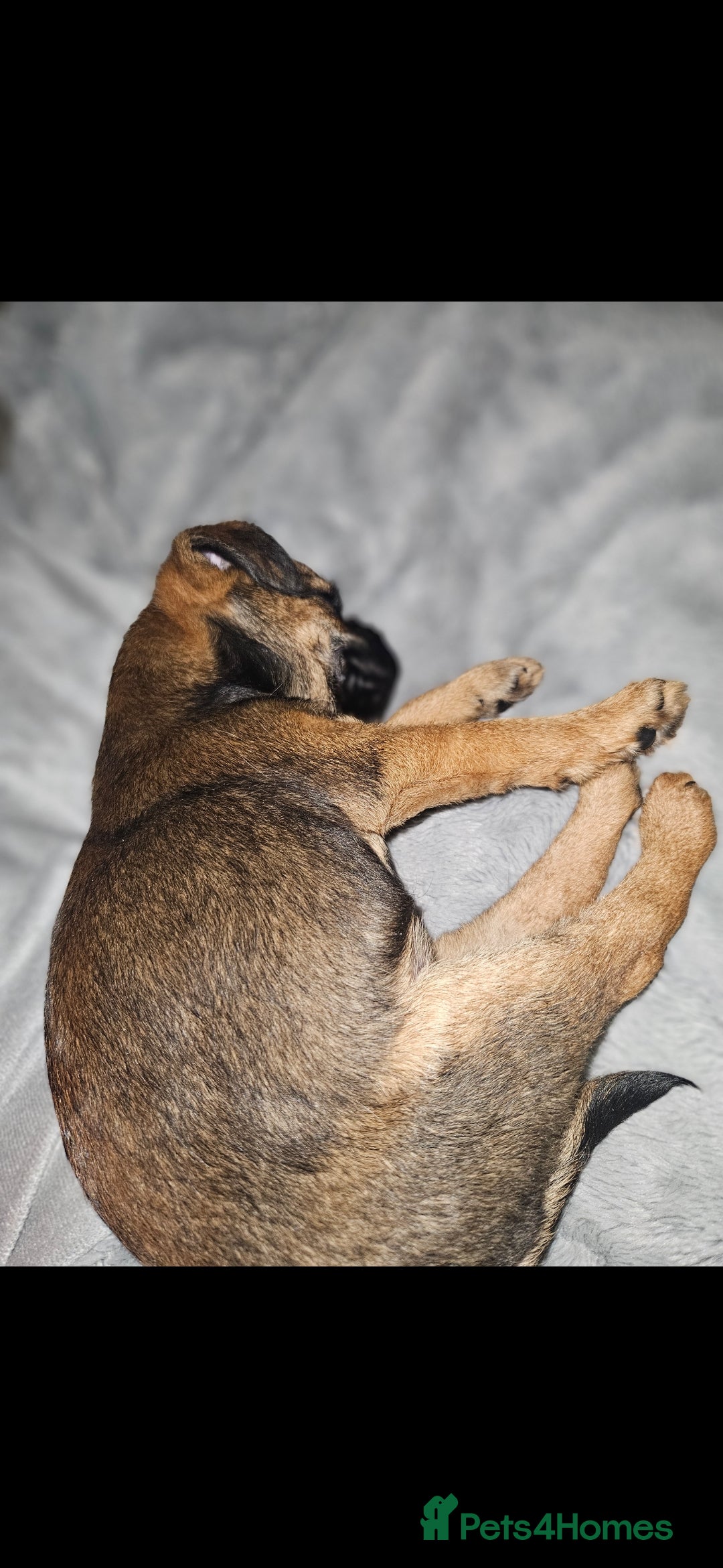 Border Terrier dogs for sale: Border Terrier Female Puppy - Advert 9