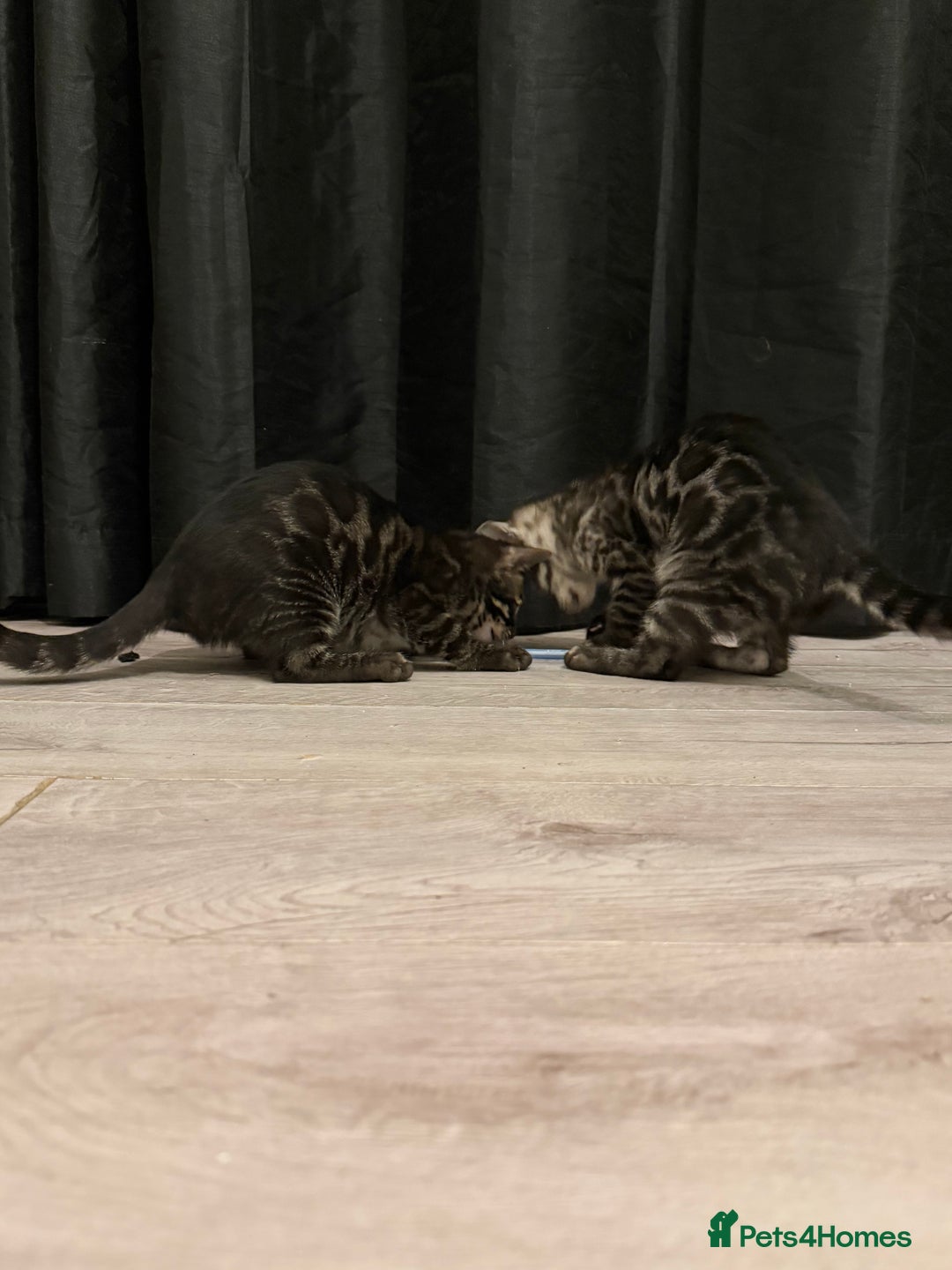 Bengal cats for sale: TICA registered pedigree Bengal Kittens - Advert 18