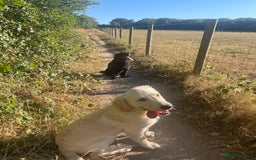 Golden Retriever dogs for sale: 5 month old puppy - Image 1