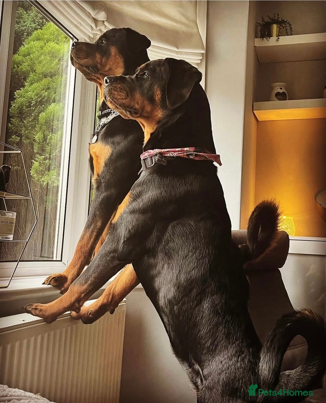 Rottweiler dogs for sale: Purebred Rottweiler Puppy – Ready for Loving Home - Advert 3