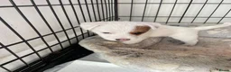 Jack Russell dogs for sale: Jack Russel Girls for sale  - Advert 4