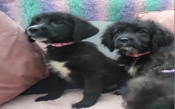 Mixed Breed dogs for sale: St Bernadoodle -READY NOW 🥰 1 Girl remaining 🩷 - Image 6