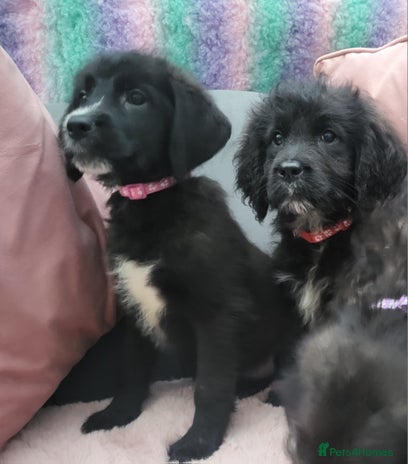 Mixed Breed dogs - Advert 1