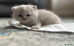 British Shorthair cats for sale: British Shorthair Kittens - Image 8